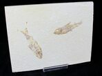 Bargain Knightia Fossil Fish Plate - x #20474-1